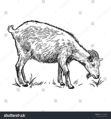 Farm Animal Goat Isolated Realistic Image Stock Vector (Royalty Free ...