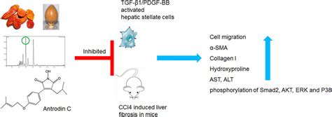 Frontiers Antrodia Camphorata Derived Antrodin C Inhibits Liver