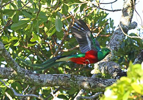 魅力的なコスタリカの鳥たちを訪ねて【第1回】ケツァールの姿を求めて いきもののわ