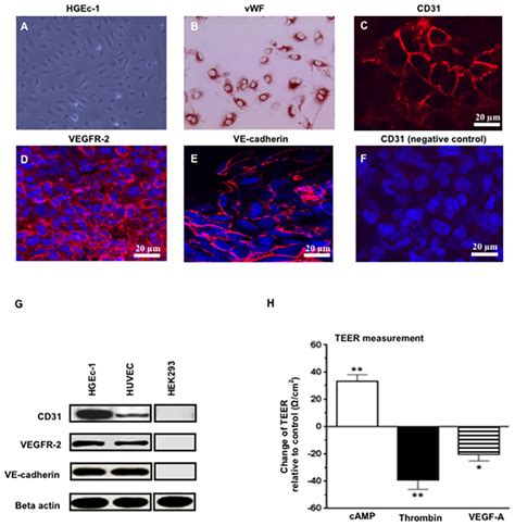 Characterization Of The Human Glomerular Endothelial Cell Line