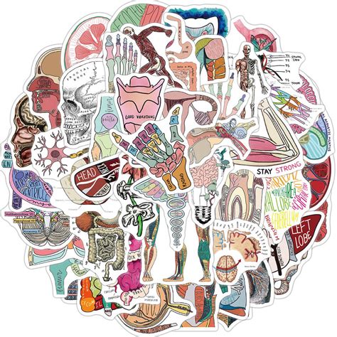 Large Sticker Pcs Anatomy Stickers Human Body Organ Anatomy Map