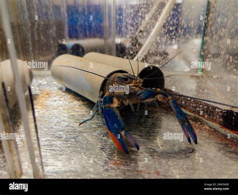 Growing Of Crayfish Australian Blue Crayfish Cherax Quadricarinatus