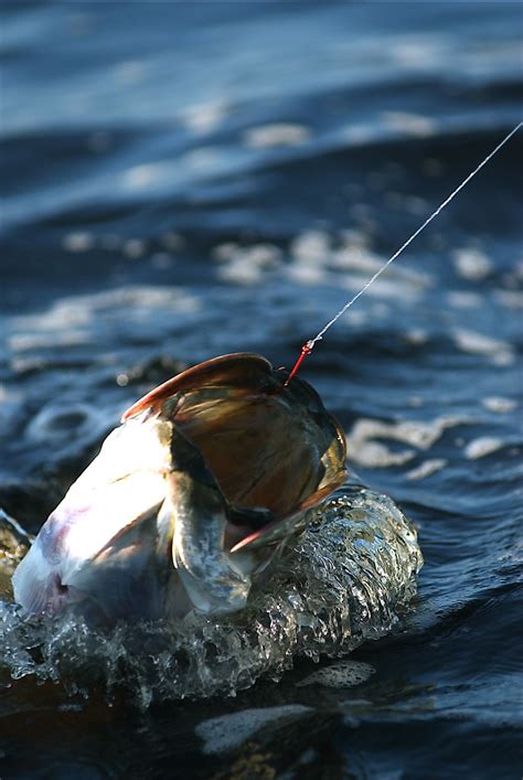 Tarpon Head Larry Bozka Flickr