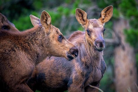 Two Moose Calves Photograph by John Durham - Fine Art America