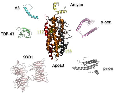 Schematic Illustration Of The D Molecular Structures Of The Apoe