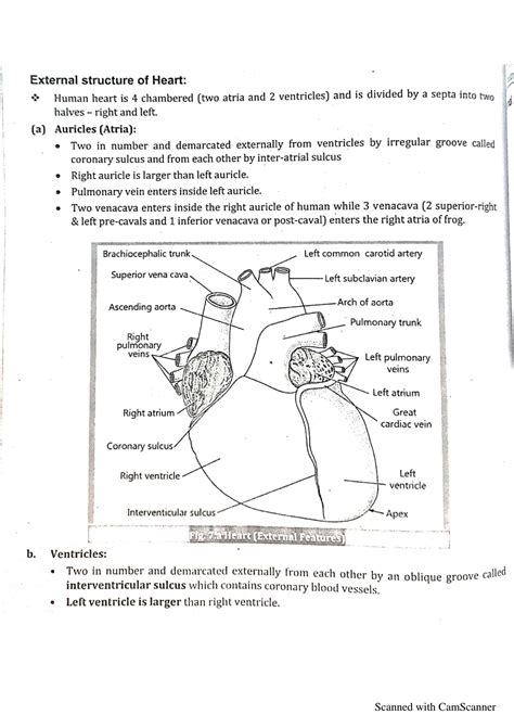 SOLUTION: External and internal structure of heart - Studypool