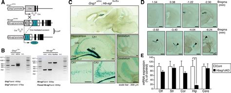 Generation And Determination Of Restricted Hb Egf Deletion In Hbegf Cko