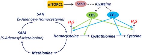 mTORC1-Sch9 regulates hydrogen sulfide production through the transsulfuration pathway - Figure ...