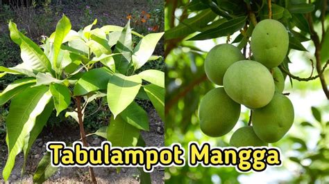 Cara Menanam Mangga Di Pot Planter Bag Agar Cepat Berbuah