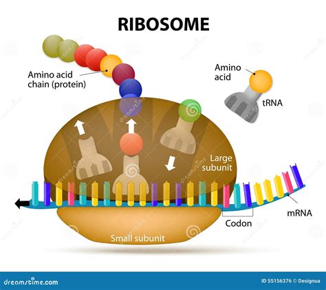 Interacción De Un Ribosoma Con El Mrna Trabajo De Los Ribosomas Para