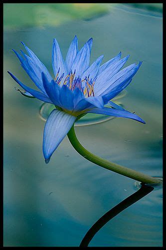 Blue Lotus Flower Blue Lotus Lotus Flower Meaning