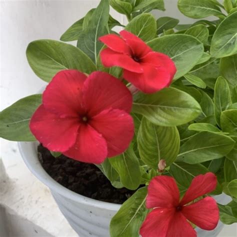 Jual Bunga Vinca Merah Import Berbunga Tanaman Hias Vinca Merah