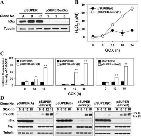 Effects Of Srx Depletion On Ros Accumulation And Reduction Of Sulfinic