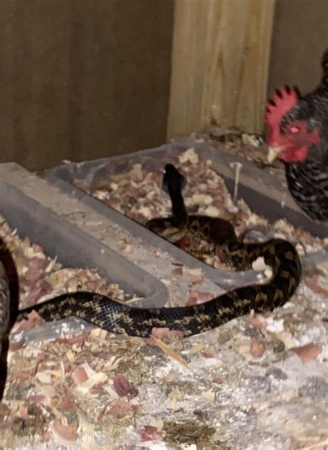 Western Ratsnake From Ridge St Copperas Cove Tx Us On August