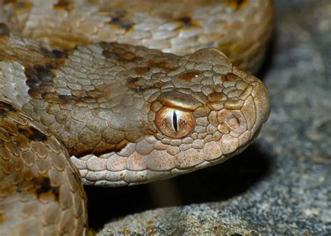 Vipera Aspis Zinnikeri Facts Diet Habitat And Pictures On Animaliabio