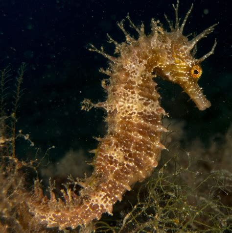 Apuesto a que no sabías estos datos sobre los caballitos de mar