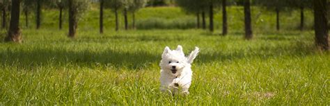 maltese breed information characteristics  facts