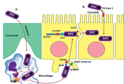 Escherichia Coli Mind Map