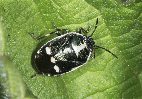 Brassica Shieldbug Eurydema Oleracea Wildlife Trusts Nat Flickr