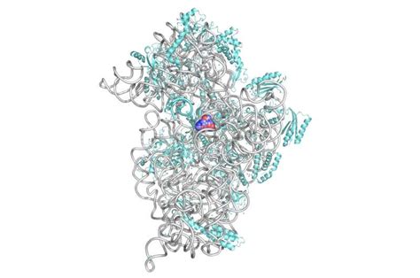 Catching the dance of antibiotics and ribosomes at room temperature