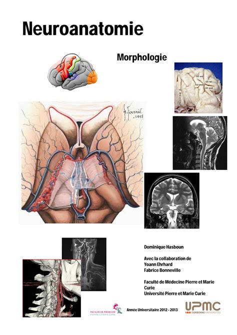 Solution Anatomie Neuro Studypool