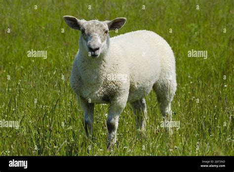 Sheep Is Standing At The Grassland Stock Photo Alamy