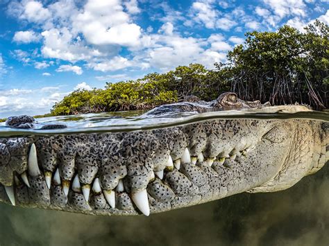 Spectacular Winning Images Of The 2022 Mangrove Photography Awards