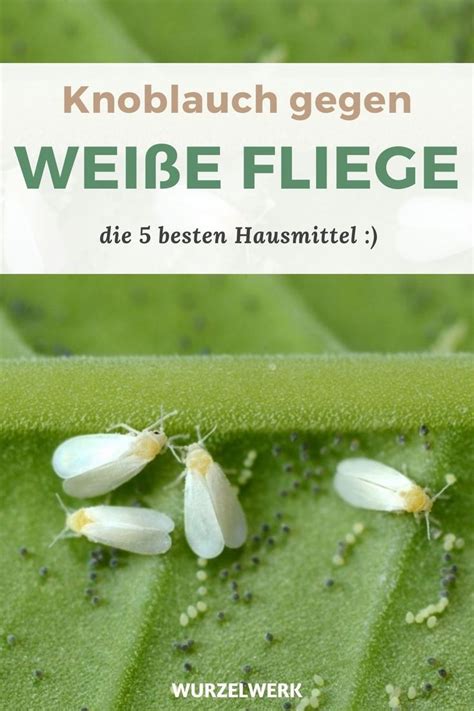 Wei E Fliege Bek Mpfen So Wirst Du Sie Los Pflanzplan Wei E Fliege