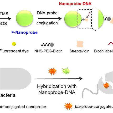 Schematic Illustration Of Preparation Of Stable Nanoprobe Dna For Fish