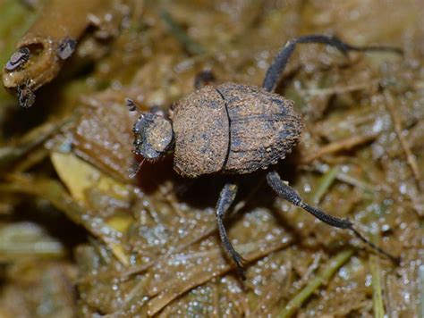 Spider Dung Beetle Sisyphus Sordidus S94 Road South Of L Flickr