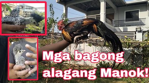 Ang Gaganda Ng Aking Mga Bagong Alagang Manok At Ibon Update Sa Aming