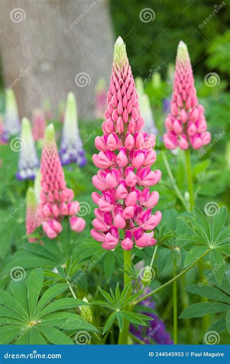 Lupin Flower, Plant Growing in a Garden UK Stock Image - Image of english, flowers: 244545953