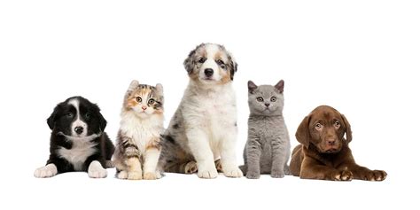 Soft Tissue Surgery Services For Pets By Quakers Hill Vet Hospital