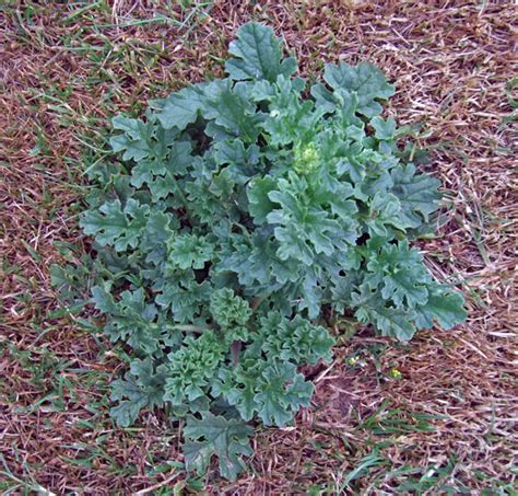 Ragwort, indentify, and control this lawn weed