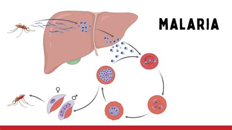 Malaria Ciclo De Vida De Plasmodium Spp Y Tratamiento Parasitología Youtube