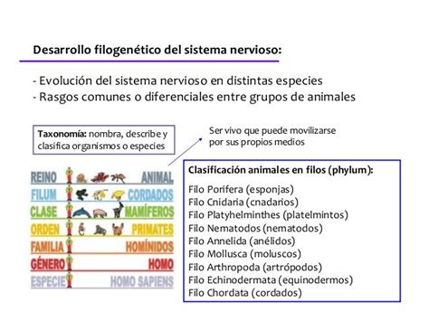 Desarrollo Filogenético Y Ontogenético Del Sistema Nervioso