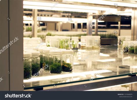 Plant Tissue Culture Glass Bottle Experiment Stock Photo 1319369879