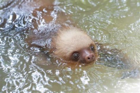 5 sloth facts explained: Swimming, squeaking and more