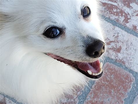 White Pomeranian Dog Free Stock Photo Public Domain Pictures