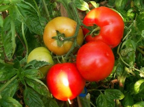 Tomate Agora F Ronde Gros Fruits