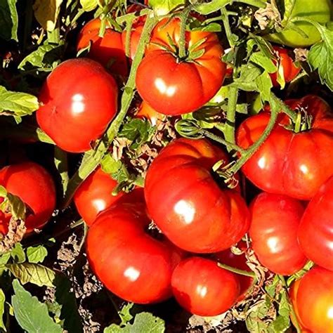 Tomato Super Marmande Plant In A 9cm Pot X 3 Beefsteak Tomato Outdoor