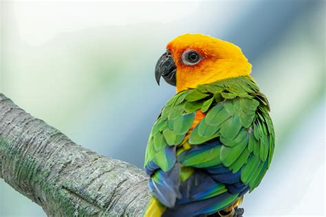 Are Parrots the Smartest Animal? - Save The Eagles