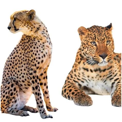 Sintético 101 Foto Diferencia Entre Jaguar Leopardo Y Guepardo El último