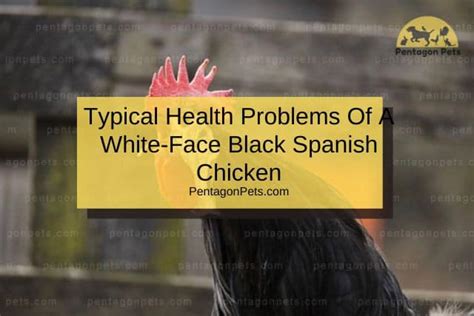 How To Raise And Care For White Face Black Spanish Chickens Pentagon Pets