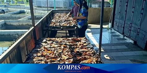 Cara Simpan Ikan Asap Agar Tahan Hingga Setahun Perlu Kulkas