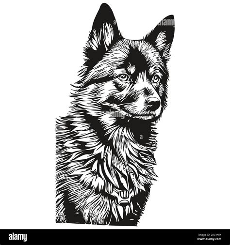 Schipperke dog vector face drawing portrait, sketch vintage style ...