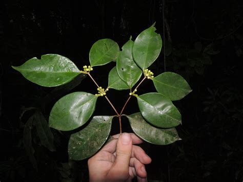 Nova Espécie De árvore Frutífera Com Apenas Um Exemplar No Mundo é