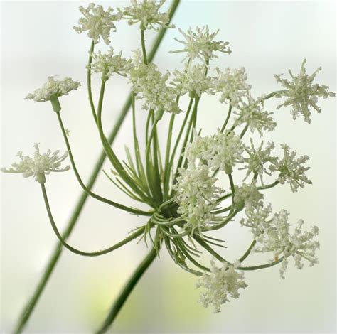 Artificial Queen Annes Lace Stem Floral Sale Sales