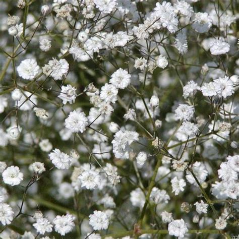 X Gypsophila Paniculata Bristol Fairy Gipskruid Pot X Cm