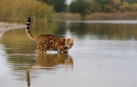 Can Bengal Cats Swim 6 Things To Consider